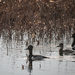 Ring-necked Duck from Kent County, DE, USA on February 25, 2026 at 04:15 PM by lisacd
