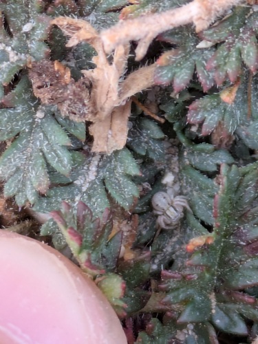 Xysticus aprilinus