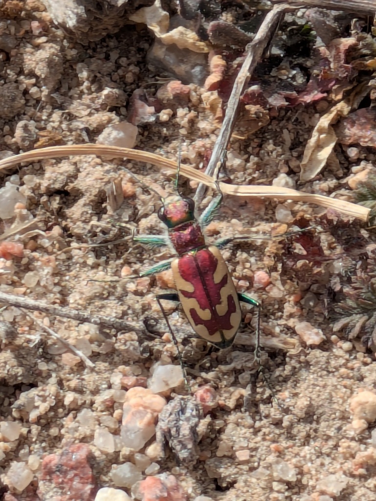 Blowout Tiger Beetle