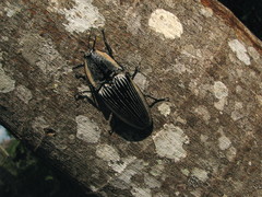Chalcolepidius rugatus