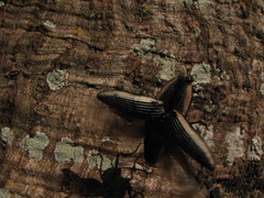 Chalcolepidius rugatus