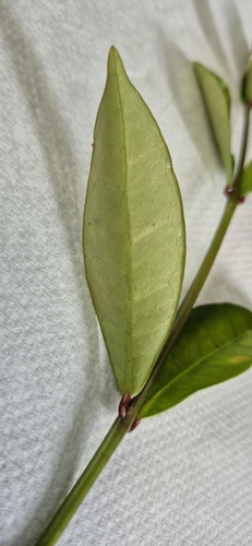 Steganthera macooraia, 2026-02-25