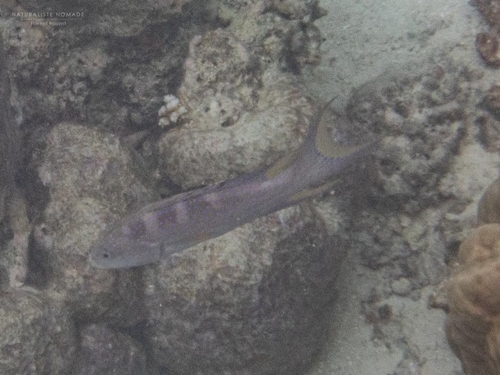 Yellow-edged Lyretail — seen at this dive site