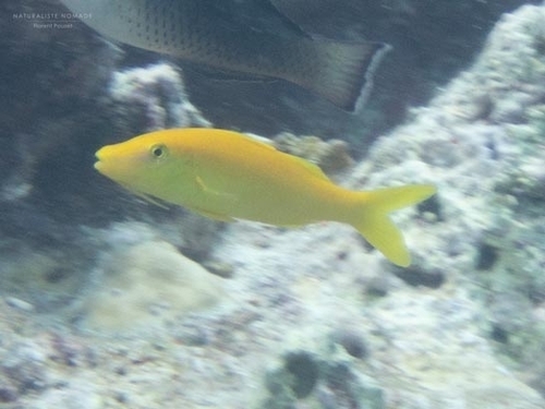 Goldsaddle Goatfish — seen at this dive site