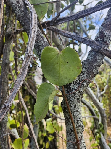 Cissus discolor observed 2025-09-21