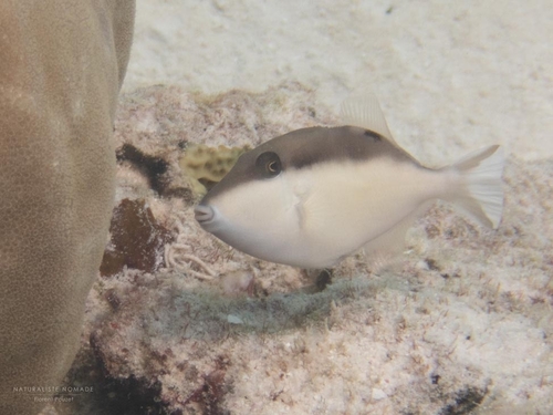 Flagtail Triggerfish — seen at this dive site