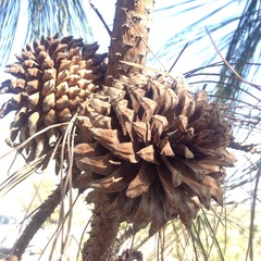 Pinus pseudostrobus apulcensis