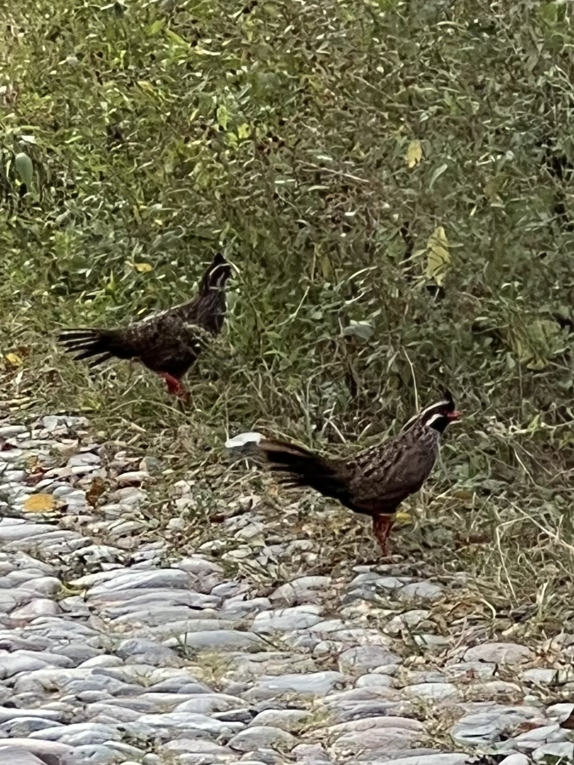 Long-tailed Wood Partridge (Dendrortyx macroura), photo 1