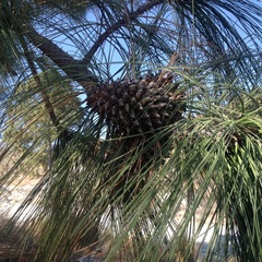 Pinus pseudostrobus apulcensis