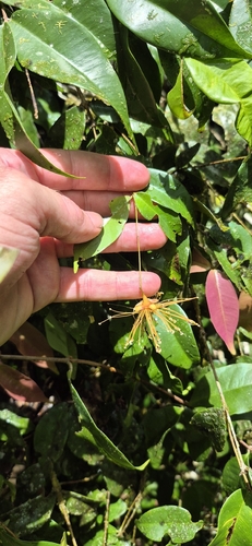 Syzygium boonjee, photograph 1