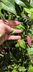 (c) Evert Materman, some rights reserved (CC BY-SA) Syzygium boonjee, photograph (c) Evert Materman, some rights reserved (CC BY-SA)