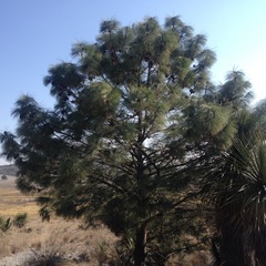 Pinus pseudostrobus apulcensis