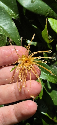 Syzygium boonjee, photograph 2
