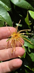 (c) Evert Materman, some rights reserved (CC BY-SA) Syzygium boonjee, photograph (c) Evert Materman, some rights reserved (CC BY-SA)
