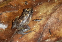 Craugastor lauraster