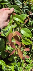 (c) Evert Materman, some rights reserved (CC BY-SA) Syzygium boonjee, photograph (c) Evert Materman, some rights reserved (CC BY-SA)