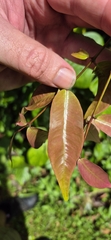(c) Evert Materman, some rights reserved (CC BY-SA) Syzygium boonjee, photograph (c) Evert Materman, some rights reserved (CC BY-SA)