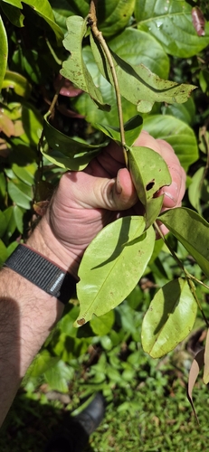 Syzygium boonjee, photograph 5