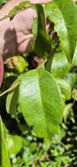 Syzygium boonjee, photograph (c) Evert Materman, some rights reserved (CC BY-SA)