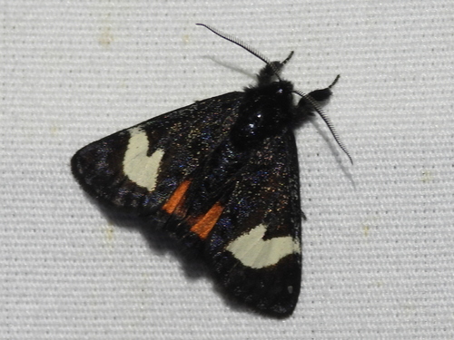 Grapevine Epimenis Moth