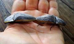 Chalcolepidius rugatus