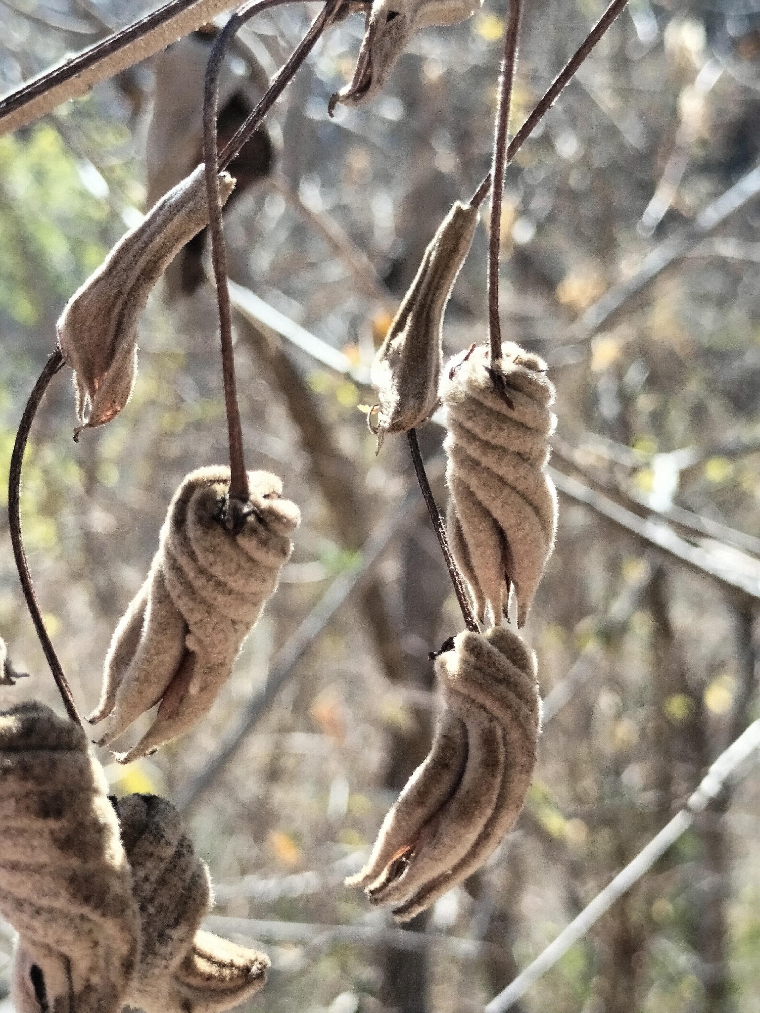 Helicteres baruensis