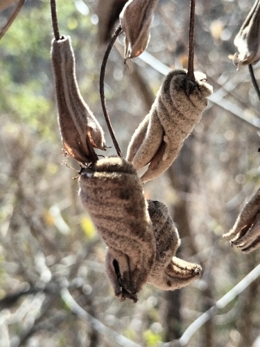 Helicteres baruensis, photograph 2