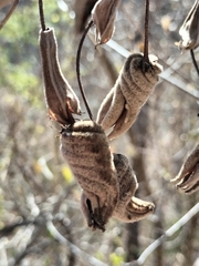 author not stated, no rights reserved Helicteres baruensis, photograph author not stated, no rights reserved