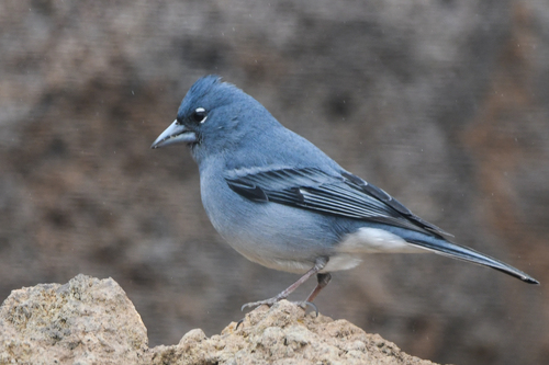 Pinzón azul de Tenerife (Fringilla teydea)