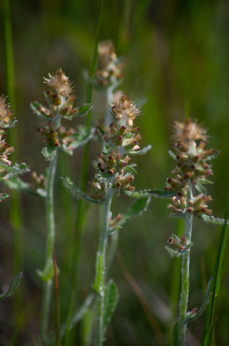 Gamochaeta purpurea