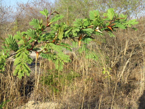 bullhorn acacia (Vachellia cornigera)