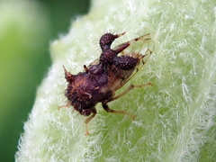 Cyphonia clavigera