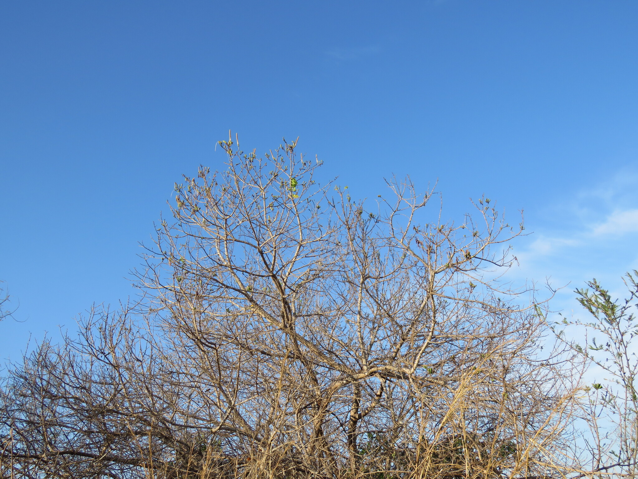 Pochote (Ceiba aesculifolia)