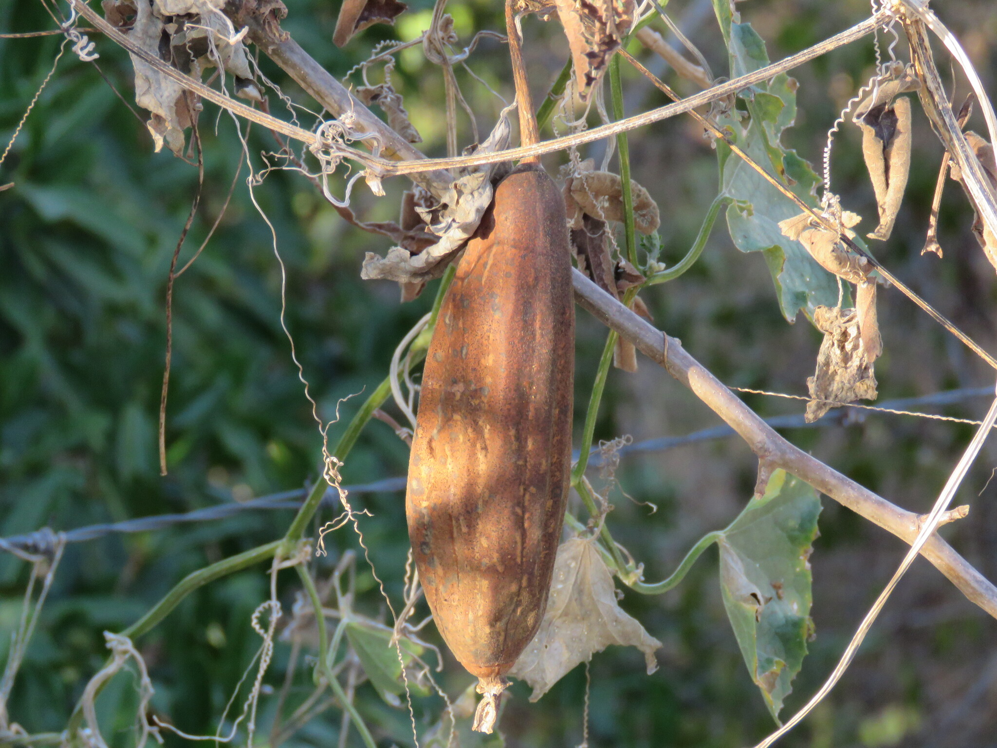 Sponge Gourd (Luffa aegyptiaca)