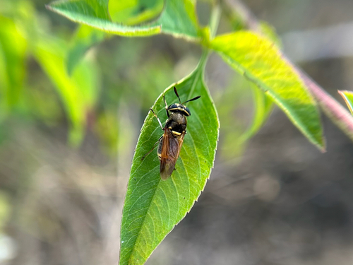 Unknown species found near 80th Terr N, Pinellas Park, FL, US