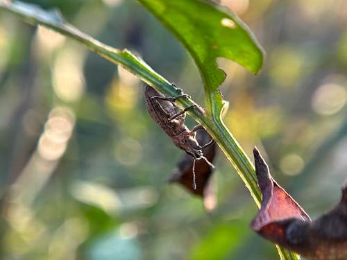 Sesuvium Weevil