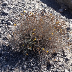 Thymophylla setifolia