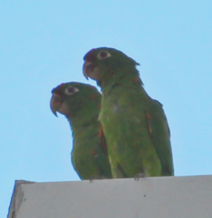 Psittacara finschi