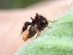 Cyphonia clavigera
