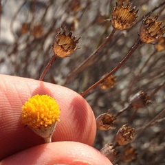 Thymophylla setifolia