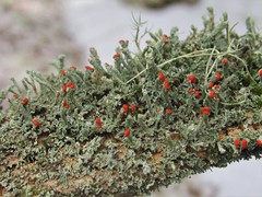 Cladonia didyma