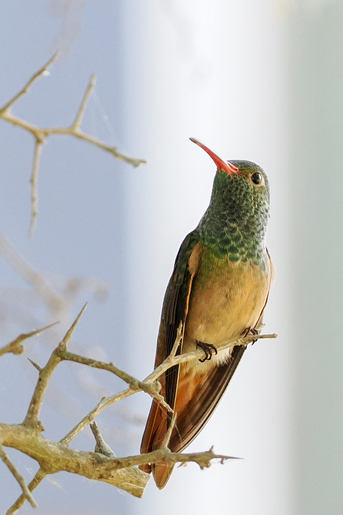 Buff-bellied Hummingbird (Amazilia yucatanensis), photo 5
