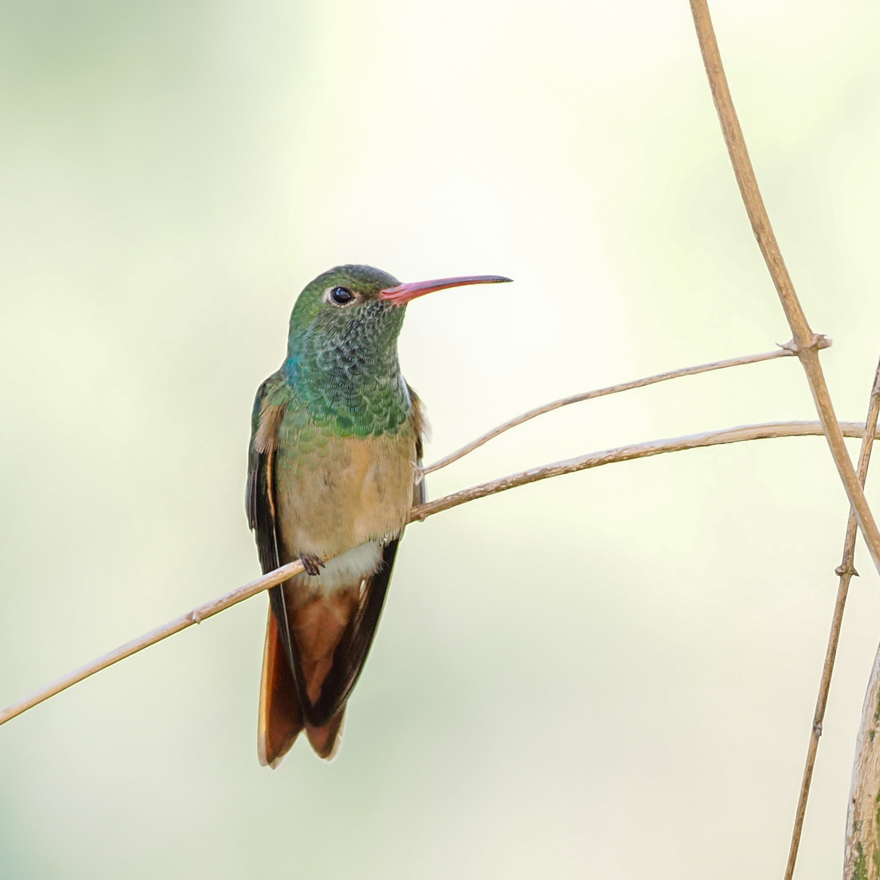Buff-bellied Hummingbird (Amazilia yucatanensis), photo 6