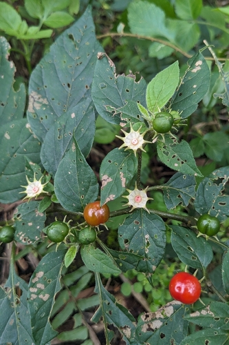 mejiro-hozuki (Lycianthes biflora)