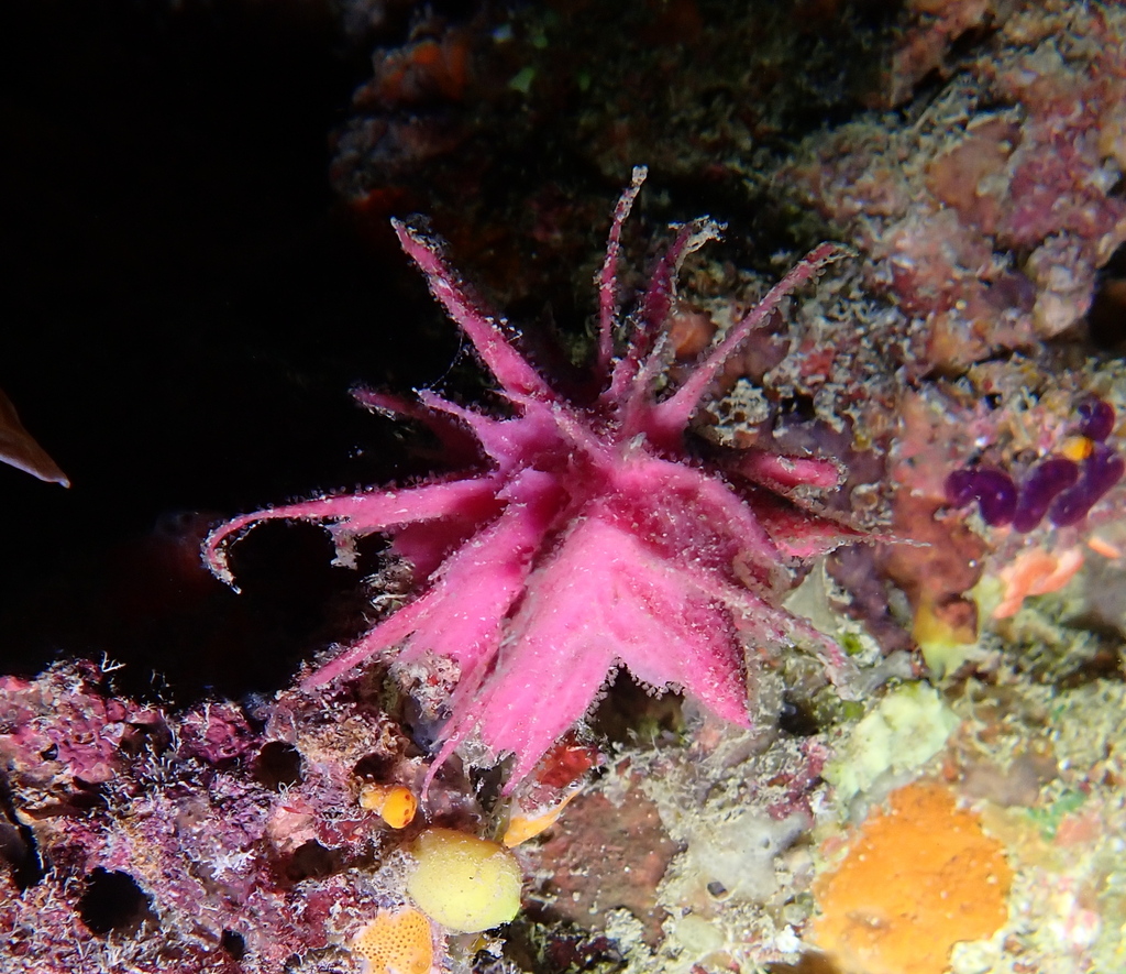 Purple Moon Sponge