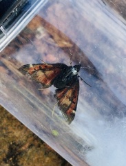 Pyrausta dapalis
