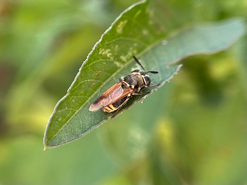 Unknown species found near Pinellas Park, FL, US