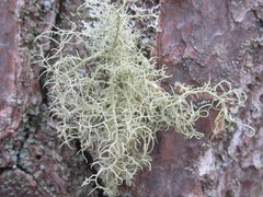 Usnea cornuta