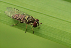 Allograpta neotropica