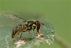 Allograpta neotropica